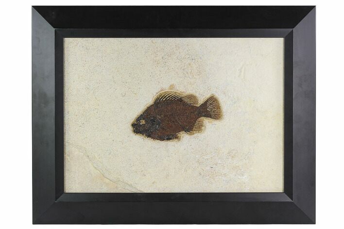 Framed Fossil Fish (Cockerellites) - Wyoming #129136
